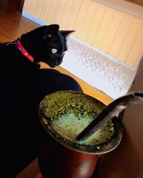 JuciVargas's tweet photo. @balancogeral Minha gatinha Lua 🌛🥰 https://t.co/ptFNwY4Jb0