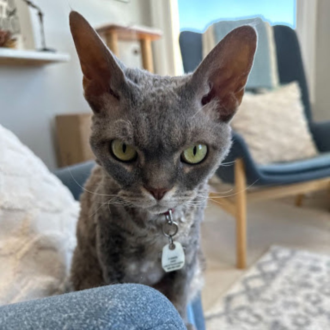 Adasina Social Capital tweet media