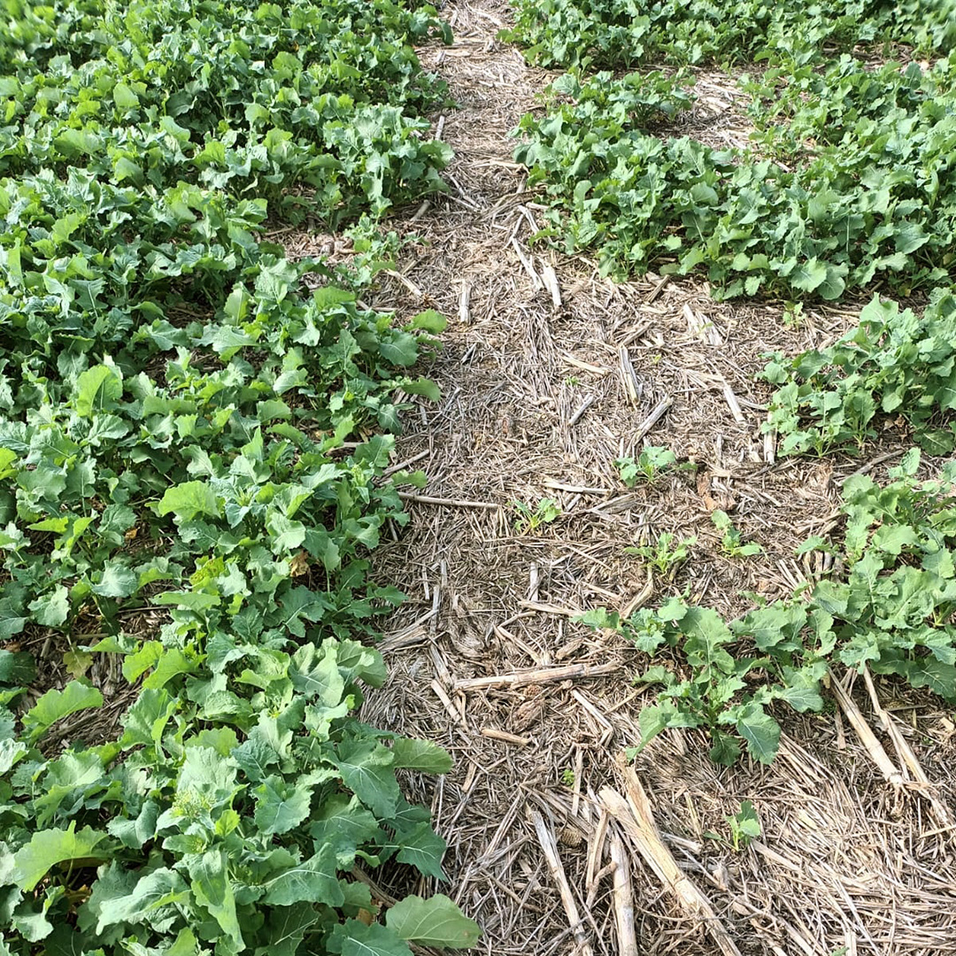 agromil_ltda's tweet photo. #MicrostarPZ 20 kg vs. 70 kg 18-46 en la línea. 🗓 A 80 días de la siembra, más plantas, distribución homogénea, mayor desarrollo. 💪 Fundamental el aporte de PZ, en N, P, S, Zn 100% disponible para el cultivo desde el arranque.
@RizobacterU https://t.co/0StVWEANJj