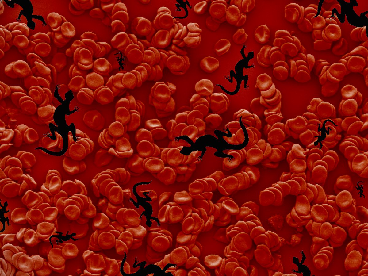 JoanneJamie2's tweet photo. These are some of the amazing artwork of Aboriginal artist Graham Toomey – being inspired by microscopy. Join us at our @Aus_ScienceWeek Indigenous Science Experience webinar Tues Aug 15 7-8pm to learn more. For further information and to register, go to: https://t.co/BxtlTHcBR0 https://t.co/LxG7lYraVJ