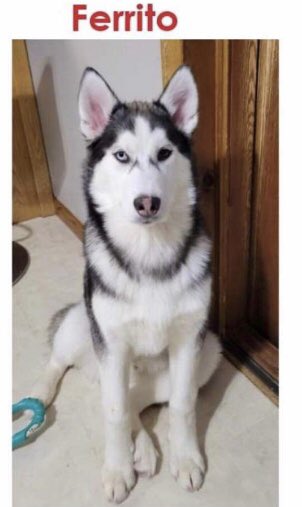 PetfindToronto's tweet image. HAVE YOU SEEN THEM?
COLD CASE-Sat. Feb 18/23 STILL SEARCHING Possibly stolen 2 HUSKIES  Frequented #Earlscourt dog park &amp;amp; #Wychwood park. 647-383-7933