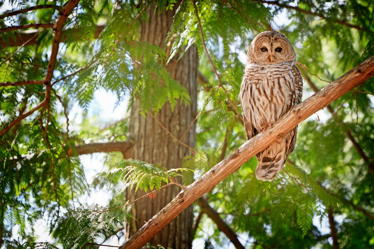 LogiSonSoundMsk's tweet photo. Soundscape researchers are using spectrograms to visually study animals and monitor their ecosystems' health. Follow the link to learn more! #acoustics #sound https://t.co/W9qbOYtsGl https://t.co/iNbdey2nii