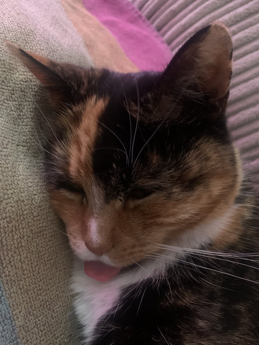 popsy100's tweet photo. @ShouldHaveCat Willow fast asleep! 😛 https://t.co/srVkCGeZ2D