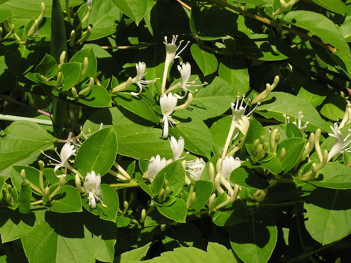 3000_cheese's tweet photo. I think this is “Japanese honeysuckle”
Japanese people used this plant as sweeten before sugar introduced.
If you put it to your mouth, this flowers taste sweet 😗🌼
日本名“スイカズラ”吸い葛
https://t.co/XXPps5wgks https://t.co/fwCDjgiHfN