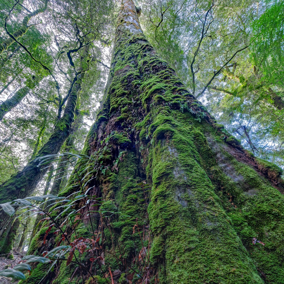 Bob Brown Foundation tweet media