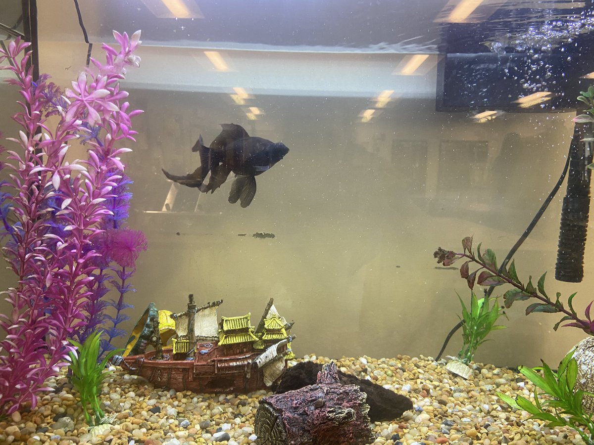 cougarchem's tweet photo. Welcome to Chem class to our newest student “Captain”! He’s excited to learn about the periodic table and water chemistry. https://t.co/LcOrrVs9PE