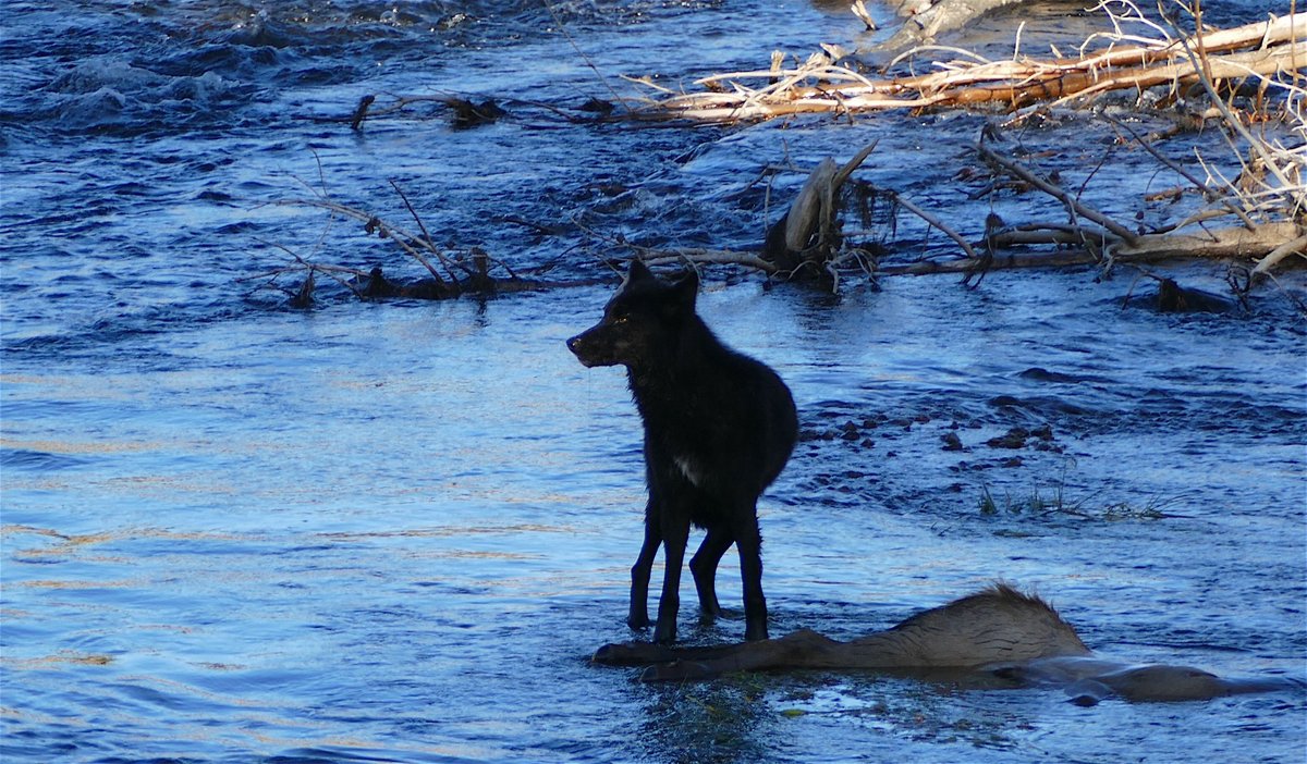 AltYellowstoneNatPar tweet media