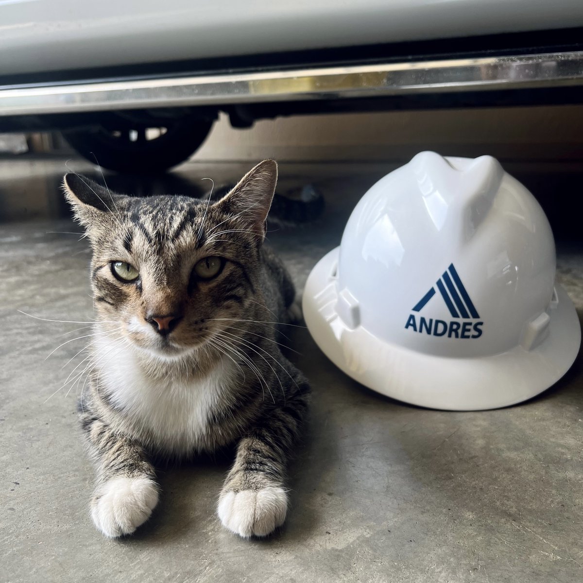 BuildANDRES's tweet photo. Happy International Cat Day! We know this may be a polarizing post, but for the #catlovers out there...this one is for YOU! 😻

#constructioncat #ANDRES #andresconstruction #cat #catsofinstagram https://t.co/C1ILa8hLjR