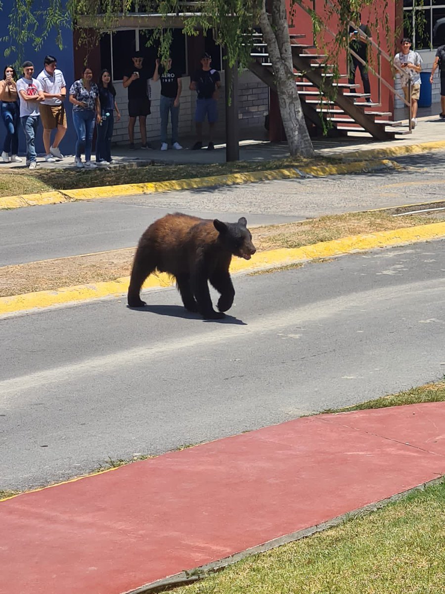 gabrielaVMtz22's tweet photo. La leyenda dice que ya me puedo graduar 😂😂🐻🐻
Impresionante verlo 🥹
#FCPyRI https://t.co/Wa8JEVlUBa