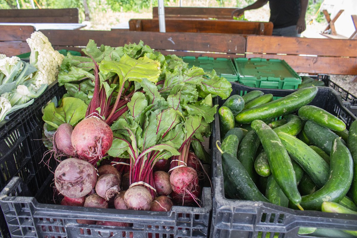 BuffaloFood's tweet photo. Buffalo-born Black, Burmese, Karenni, Congolese, Somali Bantu, Burundian, Liberian + Bangladeshi farmers offer diverse market in Orchard Park Monday 3-6 pm @CollectiveFarms, 5701 Burton Rd https://t.co/YYawRgxhVe https://t.co/XU3enwob9Z
(Photos: Hamadi Mgagna @CollectiveFarms) https://t.co/YTEwYbcb66