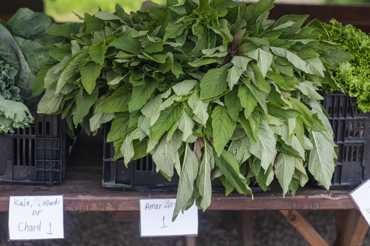 BuffaloFood's tweet photo. Buffalo-born Black, Burmese, Karenni, Congolese, Somali Bantu, Burundian, Liberian + Bangladeshi farmers offer diverse market in Orchard Park Monday 3-6 pm @CollectiveFarms, 5701 Burton Rd https://t.co/YYawRgxhVe https://t.co/XU3enwob9Z
(Photos: Hamadi Mgagna @CollectiveFarms) https://t.co/YTEwYbcb66