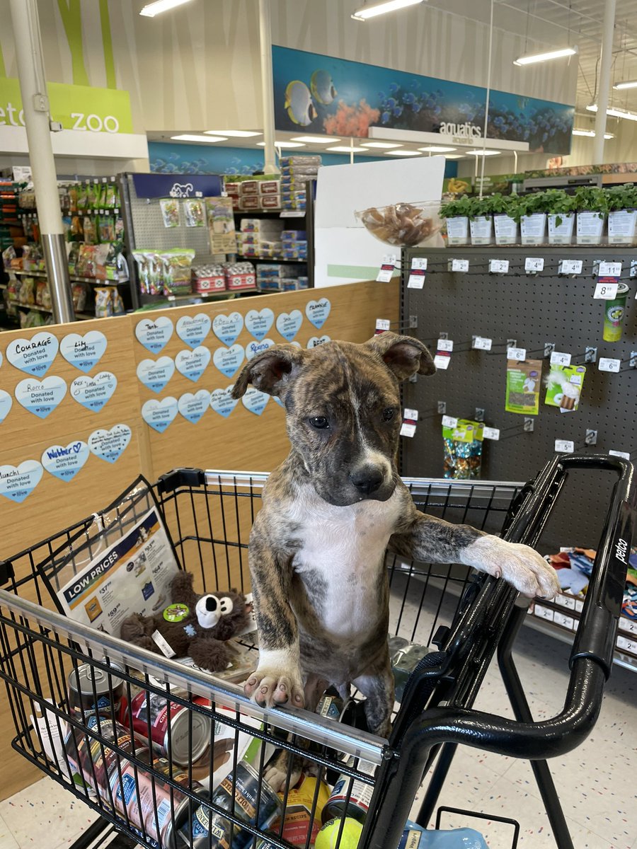 chadconte's tweet photo. Welcome to the family. I love you Camo. #pitbulll https://t.co/YzYDRG9qgc