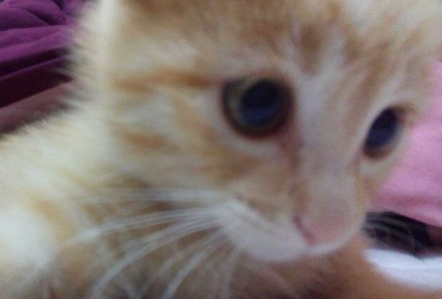 happy international cat day :)