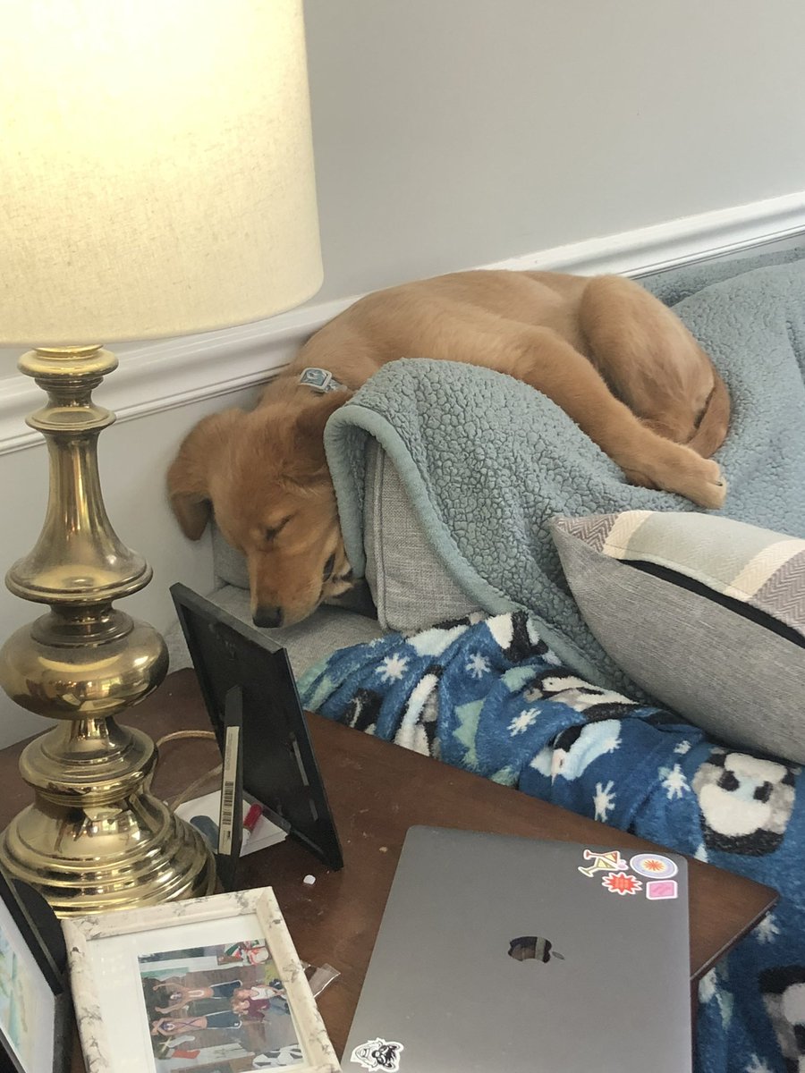 Blobino The Builder+ tweet media