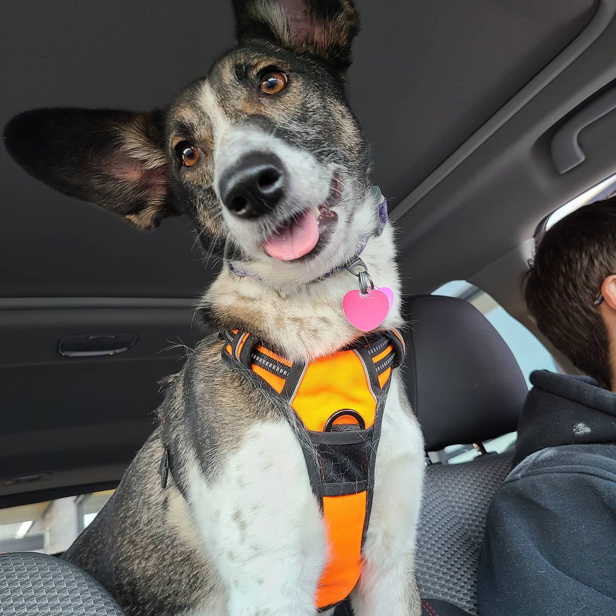 Ms_WattsUp's tweet photo. Give Pepper a fighting chance to stay with us a little longer, please. 🩷🧡 She's not ready to go. We love her so much. https://t.co/O3td7KxJyn https://t.co/u7tgHpuMKK