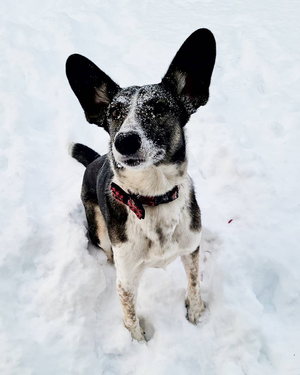 Ms_WattsUp's tweet photo. Give Pepper a fighting chance to stay with us a little longer, please. 🩷🧡 She's not ready to go. We love her so much. https://t.co/O3td7KxJyn https://t.co/u7tgHpuMKK