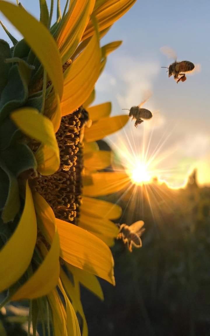 Es imposible explicar la belleza de esta foto 🌻💞