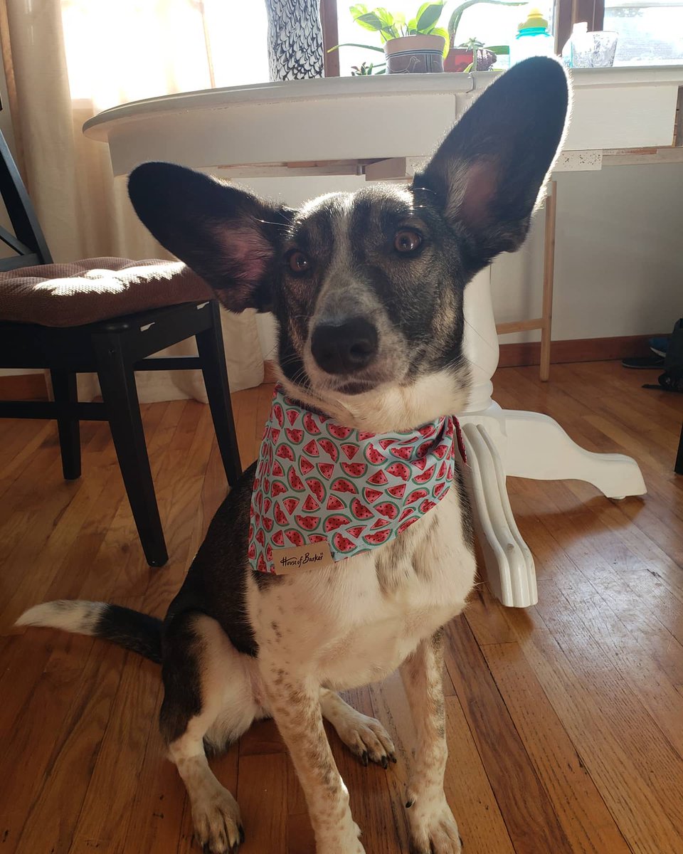 Ms_WattsUp's tweet photo. Give Pepper a fighting chance to stay with us a little longer, please. 🩷🧡 She's not ready to go. We love her so much. https://t.co/O3td7KxJyn https://t.co/u7tgHpuMKK