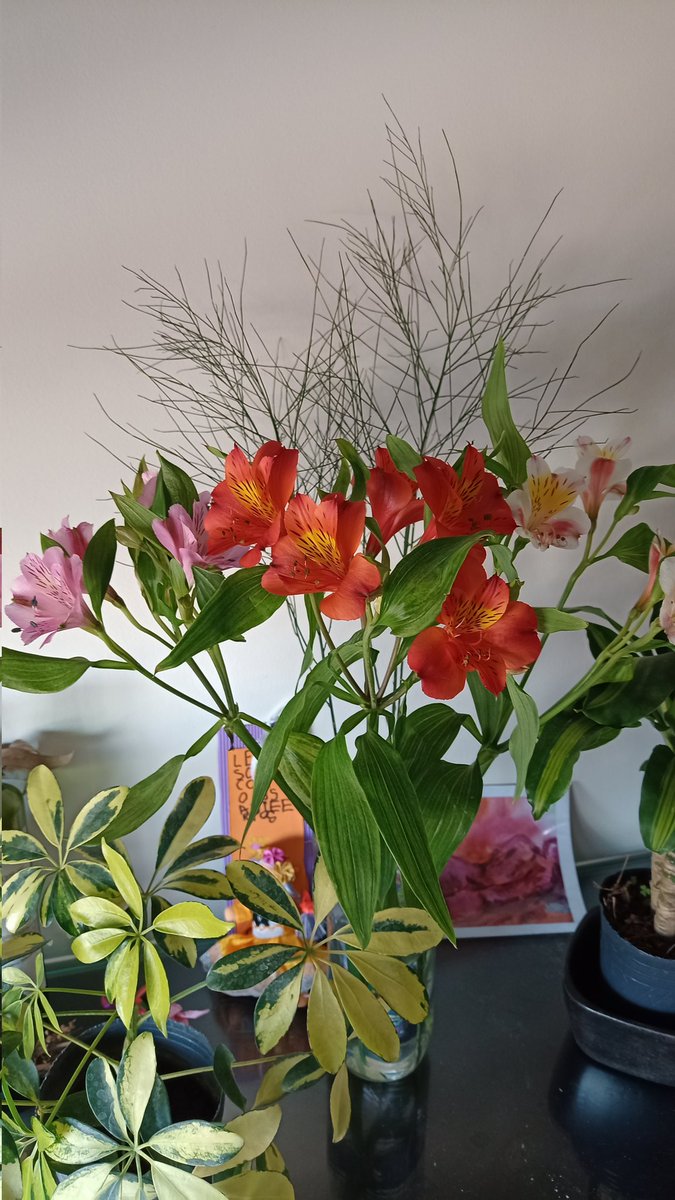 me regalaron mi flor favorita, la de la amistad duradera 😍 #elijocreer