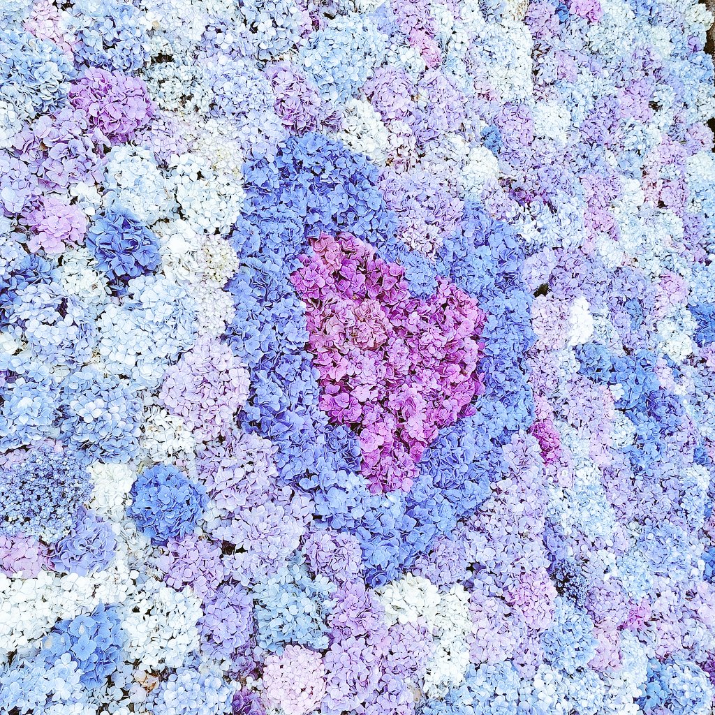 紫陽花ꕤ︎︎水に浮かべると綺麗
#北海道 #紫陽花 #SHOWROOM
#拡散RT希望 #写真撮ってる人と繋がりたい