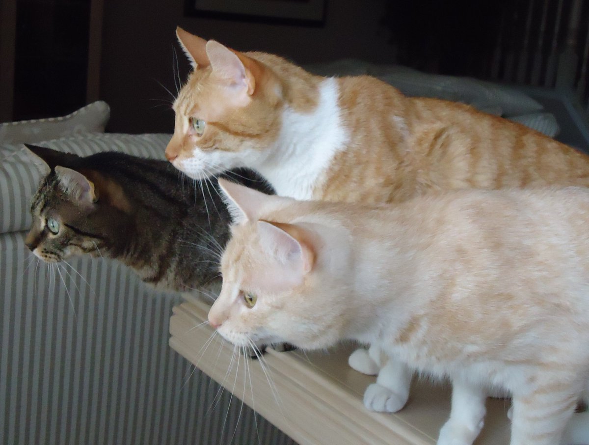 Hobbes, Liam, and Milo are rescues and star in their own book, "The Cat's Breath Smells Like Dessert - A Tale of Four Sassy Strays." They're fascinated by the chipmunk on the patio. amazon.com/dp/B07KXQZ6XR #InternationalCatDay #RescueCats #ChildrensBooks #FunnyCats #CatsofTwitter