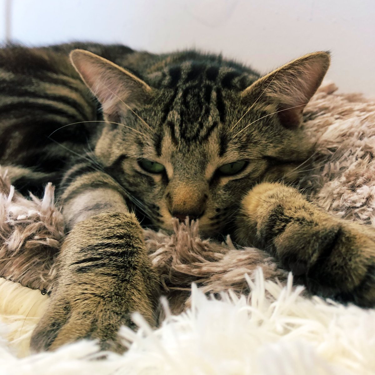 happy #InternationalCatDay from my handsomest boys, fish and chip 💕
