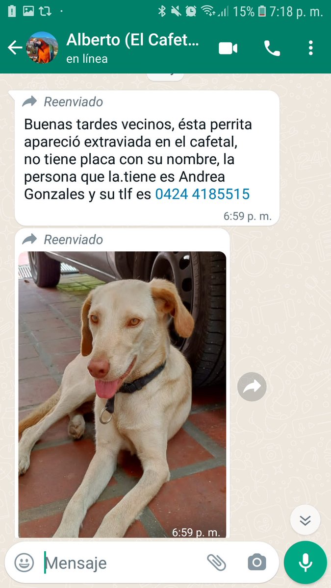 leonorgedeon's tweet photo. BUSCA A SU FAMILIA. Encontrada en el Cafetal Caracas. @PerroUsuario   @CanalAnimal https://t.co/HxD5F4Mjfn