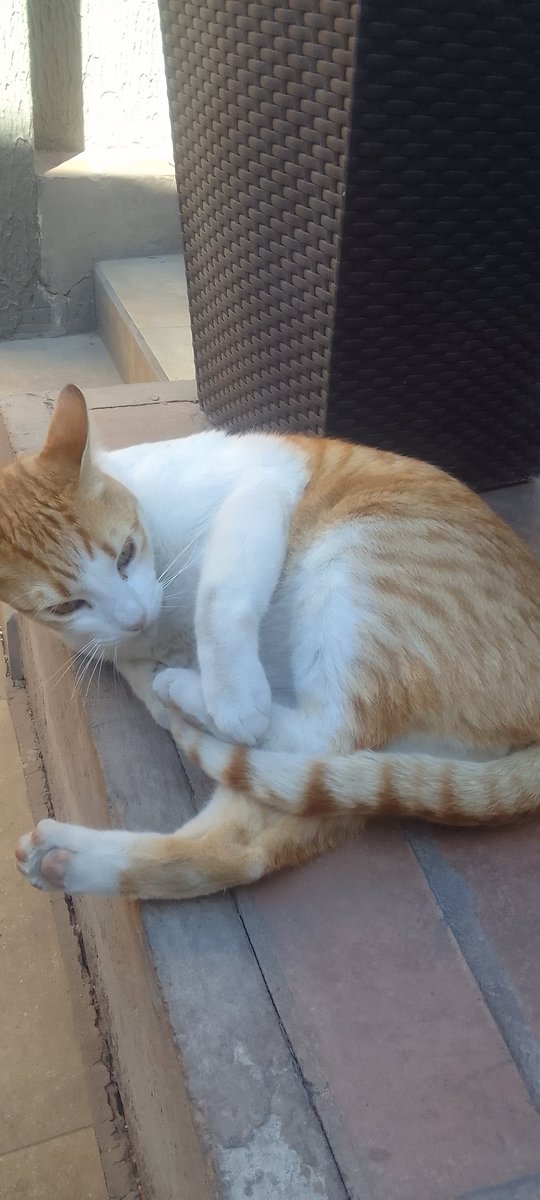 Katherin8782818's tweet photo. Maravilloso dia de los Michis son tan lindos #Wilson es de mis Sobrinos #Borgues foto 2 Gatito de mi Hermano ,para todos sus Michis regalones ,los quiero 😍 https://t.co/XjsUh1WjPs