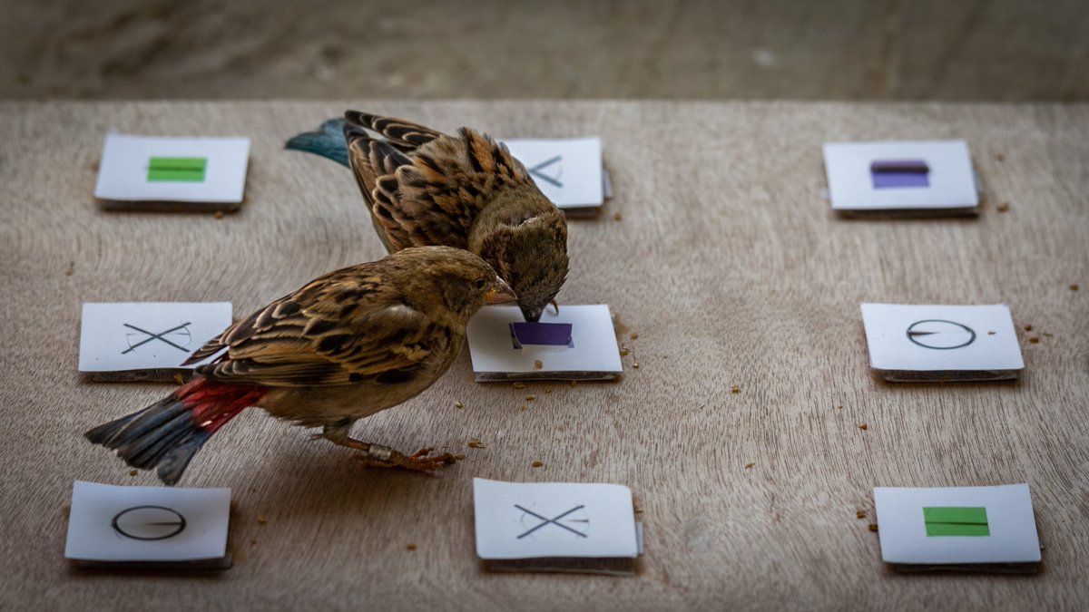 LotemLab's tweet image. If you are curious to hear about a cool 9-month behavioural experiment, involving hundreds of techno-sparrows, barcode vests, elaborate video recording systems, 3D printing... visit our lecture at the upcoming #Behaviour2023 conference in Bielefeld, Germany.  1/4
