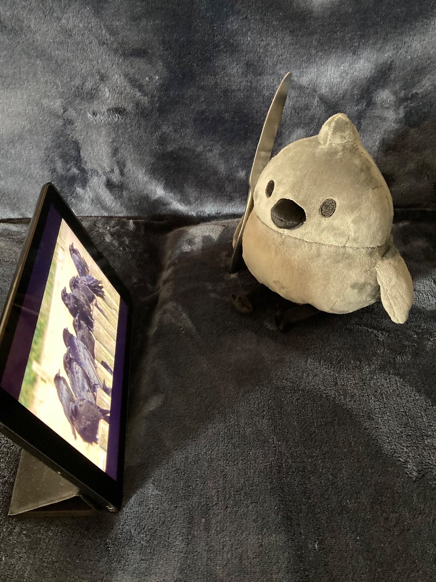 AnimalBio608's tweet photo. @PointCrow I came downstairs and found doodle looking at a murder... he seems to like it
I love the little guy, hes so adorable! I want to punt him across the room lovingly ✨
#pcrowplush https://t.co/9pmXDCrU6t