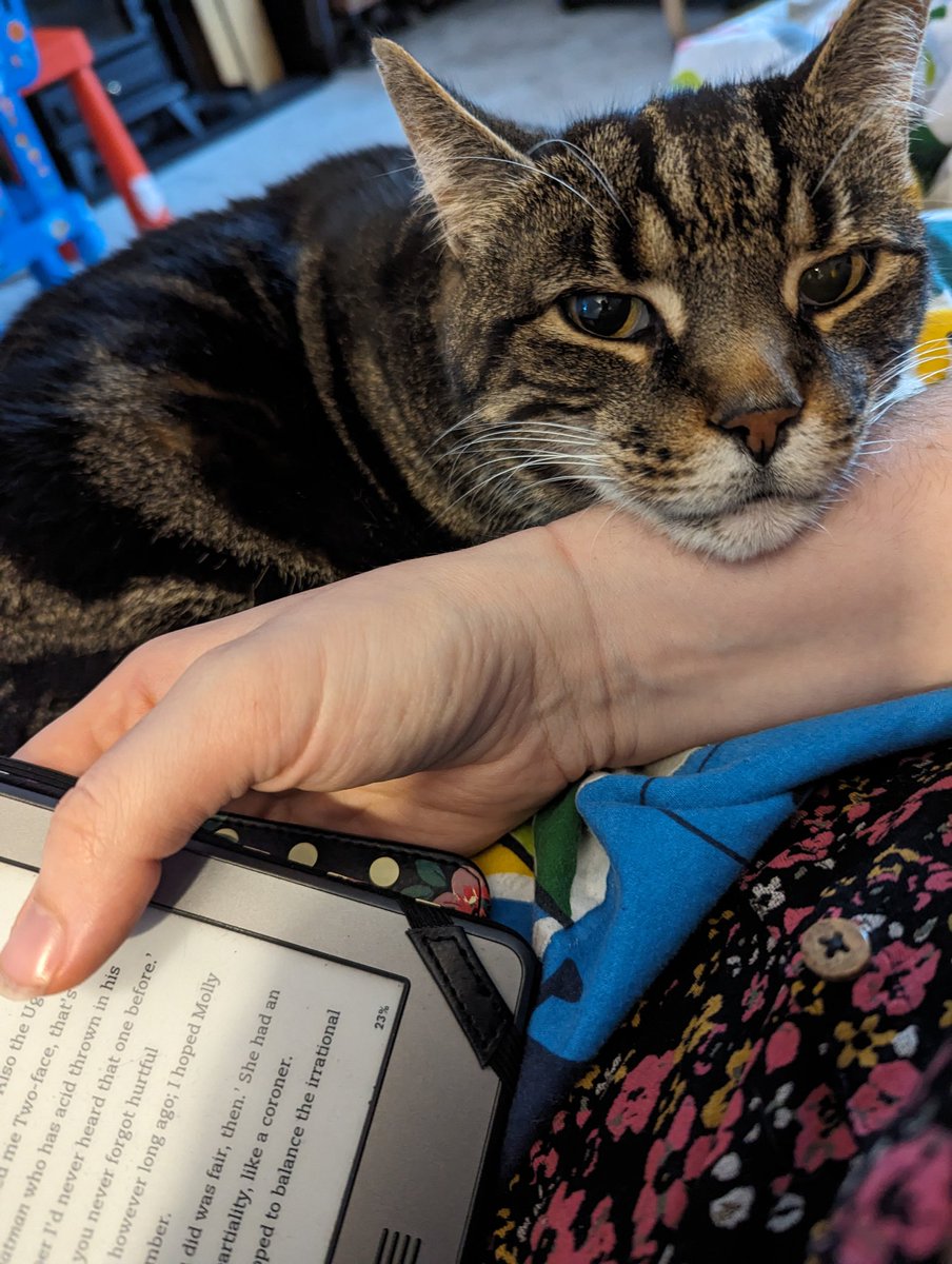 lizzies88's tweet photo. #InternationalCatDay https://t.co/W8gnyiLkrI