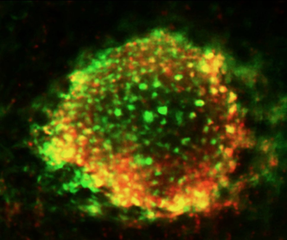 Science Immunology tweet media