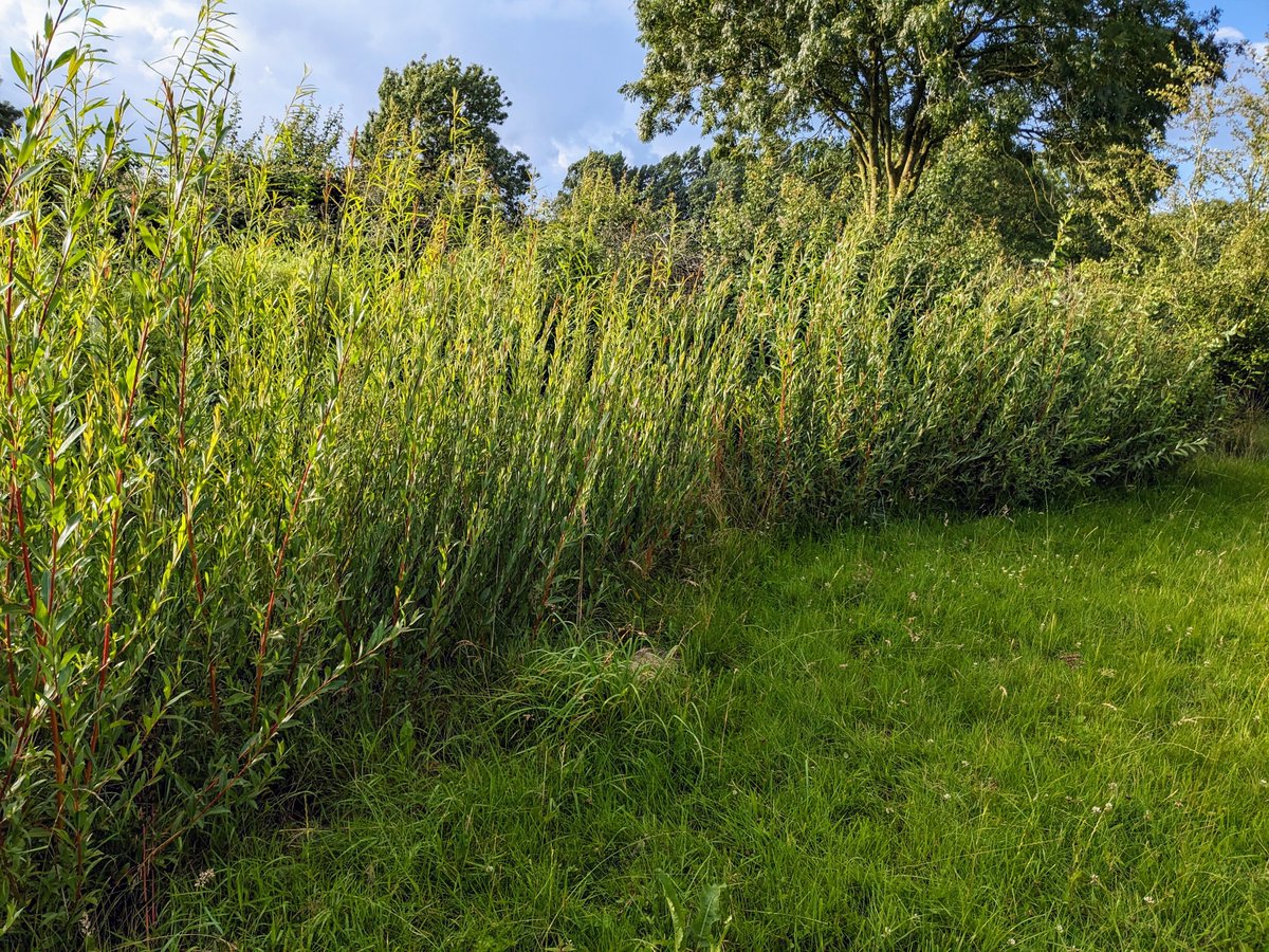 Smallholders Ireland tweet media