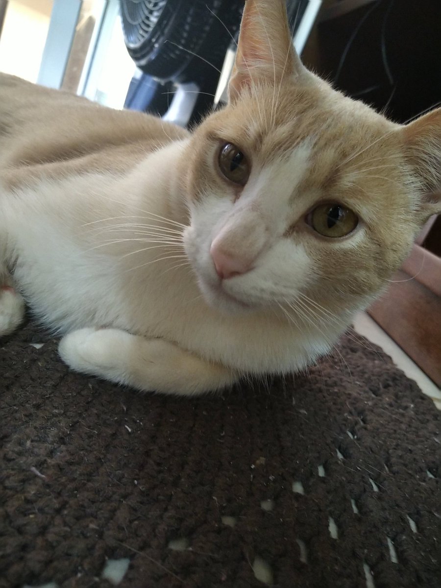 dnstricolor's tweet photo. Dia do 🐈 https://t.co/VvBbpWfp3b