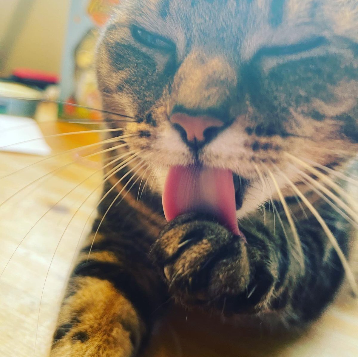 CUPE4627's tweet photo. @CUPE728 Check meowt!! https://t.co/FX5TITUGc2