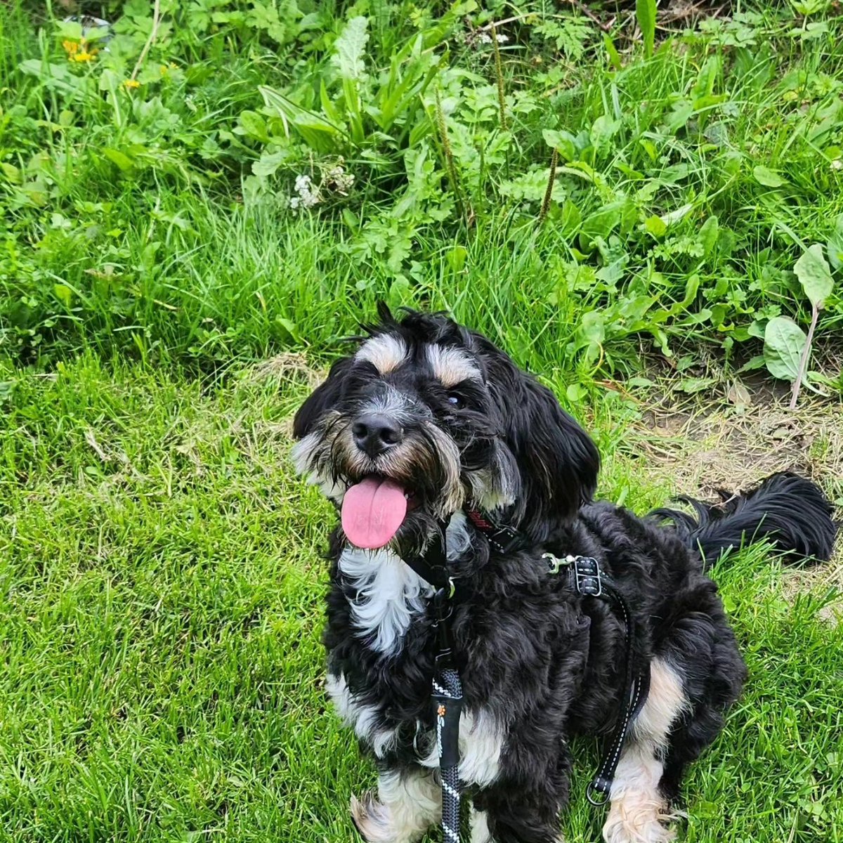 Had a great walk with this little bundle of joy. Bailey we will be welcoming him to the group in a couple of week
#westdidsbury #westdidsburylife #dogwalker #stockport #heatonmersey