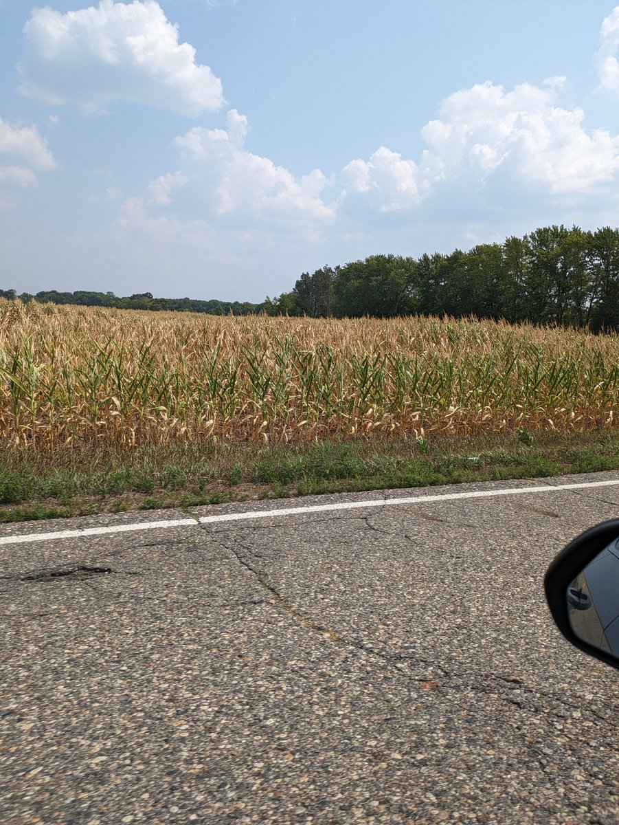 A few quick road shots to illustrate the sad state of corn fields between Sartell and Avon, MN in the central part of the state. We are way past silking now - these fields are toast. Impacts of the pockets of extreme drought in this area. #mnwx #mnag