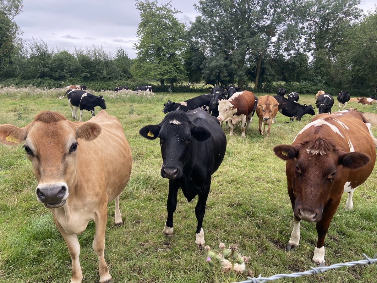 I love seeing our local mixed dairy herd of cows. Most of them were lying down until I passed by. They are so curious! #DairyFarmers #Cows #LoveNorfolk