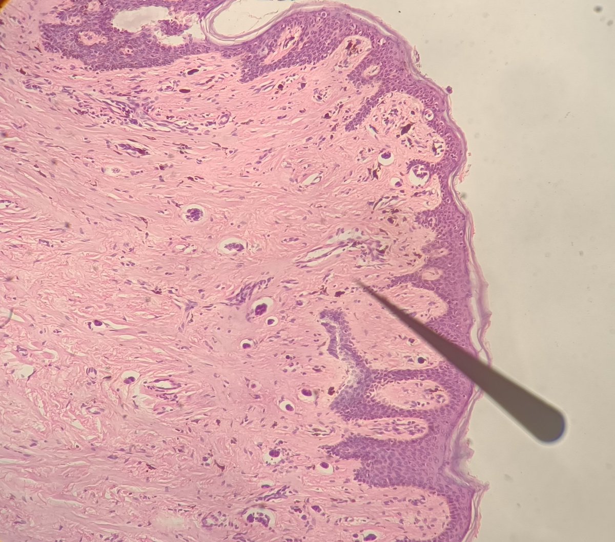 Alicia Núñez Abreu, MD🔬🇩🇴 tweet media