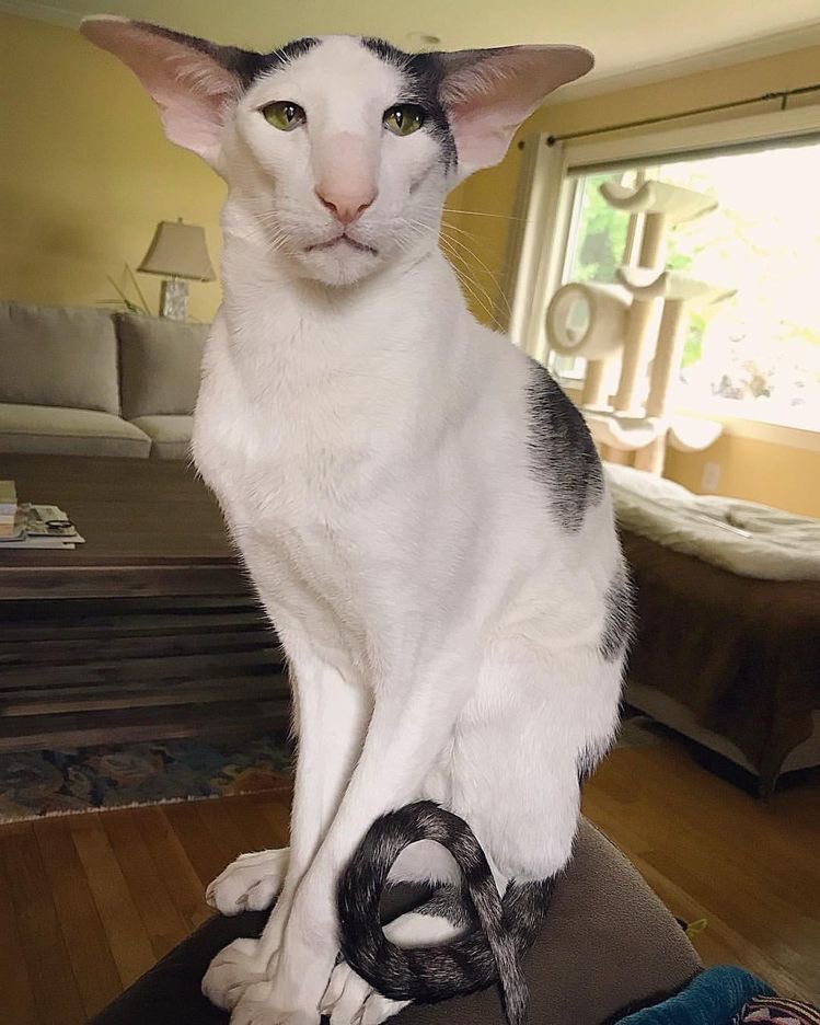 adriimateoo's tweet photo. creo q soy la única persona q le gusta no irónicamente esta raza de gato, esq míralo q tonto https://t.co/OgQYeDsOHr