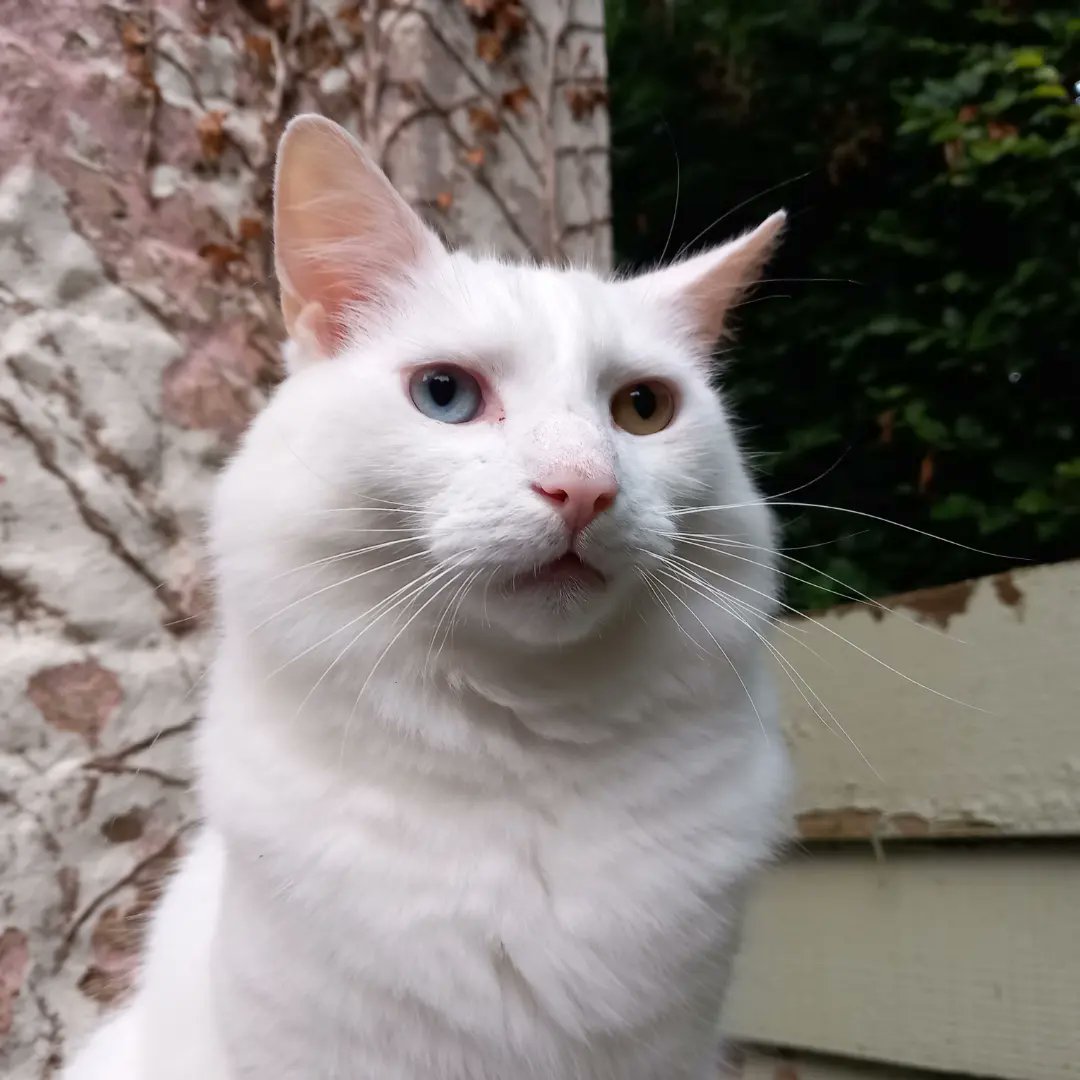 lazyperfection's tweet photo. To celebrate international cat day, Shiro has chosen to sit on the bin #internationalcatday #CatsOfTwitter #whitecat #posingcat #cat #catsonbins #restingcat https://t.co/riWpA56zSi