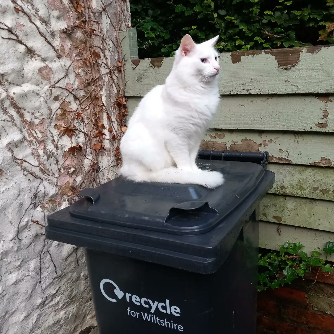 lazyperfection's tweet photo. To celebrate international cat day, Shiro has chosen to sit on the bin #internationalcatday #CatsOfTwitter #whitecat #posingcat #cat #catsonbins #restingcat https://t.co/riWpA56zSi