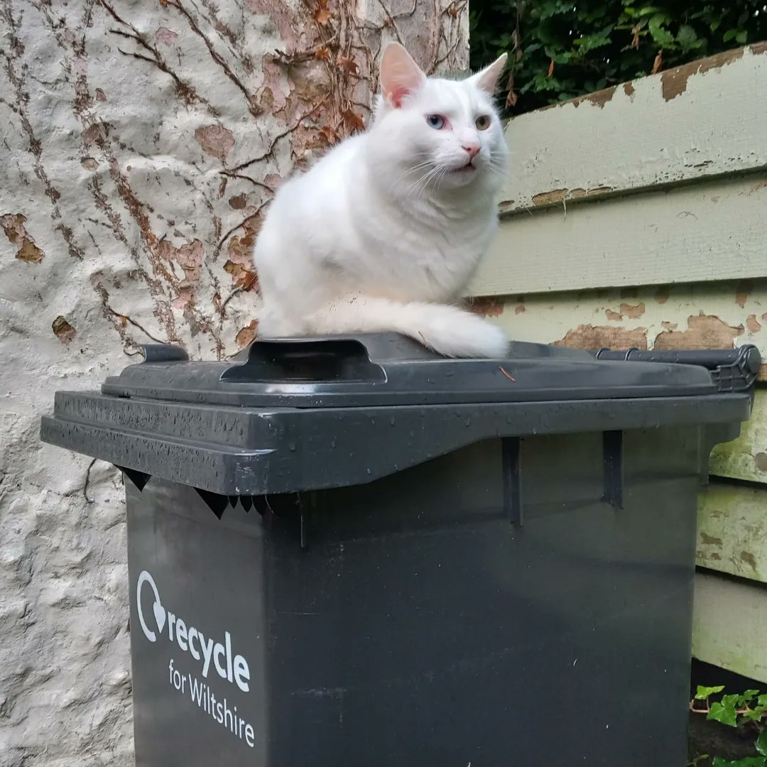 lazyperfection's tweet photo. To celebrate international cat day, Shiro has chosen to sit on the bin #internationalcatday #CatsOfTwitter #whitecat #posingcat #cat #catsonbins #restingcat https://t.co/riWpA56zSi