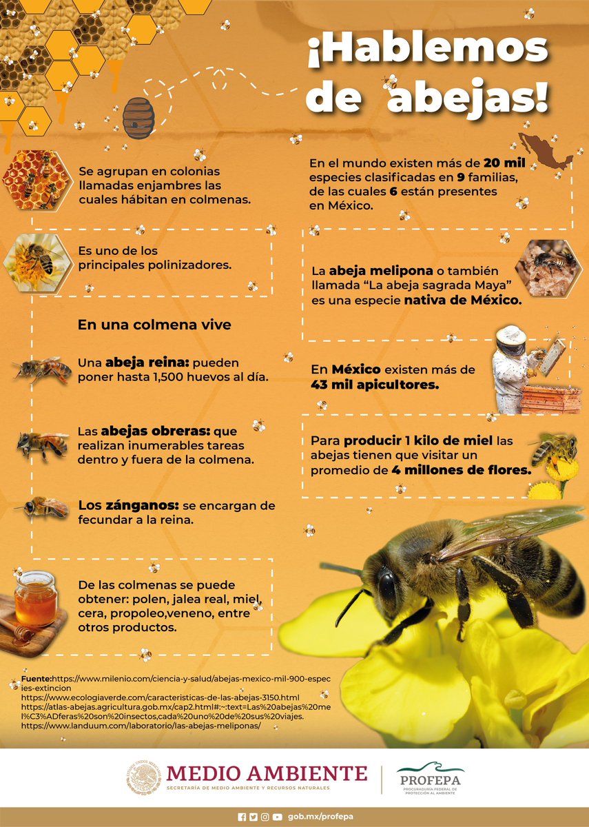 PROFEPA_Mx's tweet photo. 🌎Estos insectos son parte esencial del equilibrio ecológico, cuidemos de ellos.

👑¿#SabíasQue las abejas macho mueren al fecundar a la abeja reina? https://t.co/ifqJBQ1msp