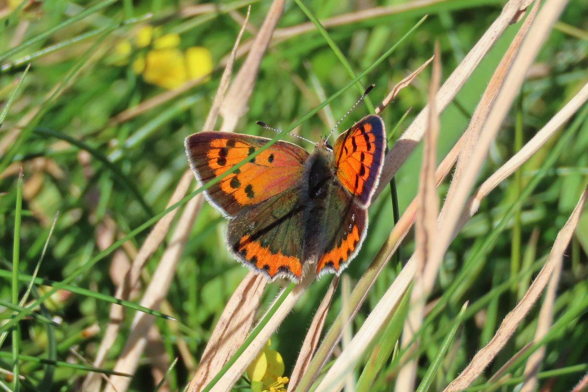 Rathlin Stickybeak tweet media