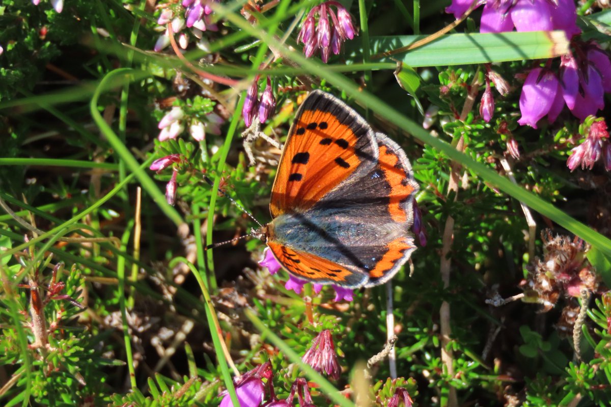 Rathlin Stickybeak tweet media