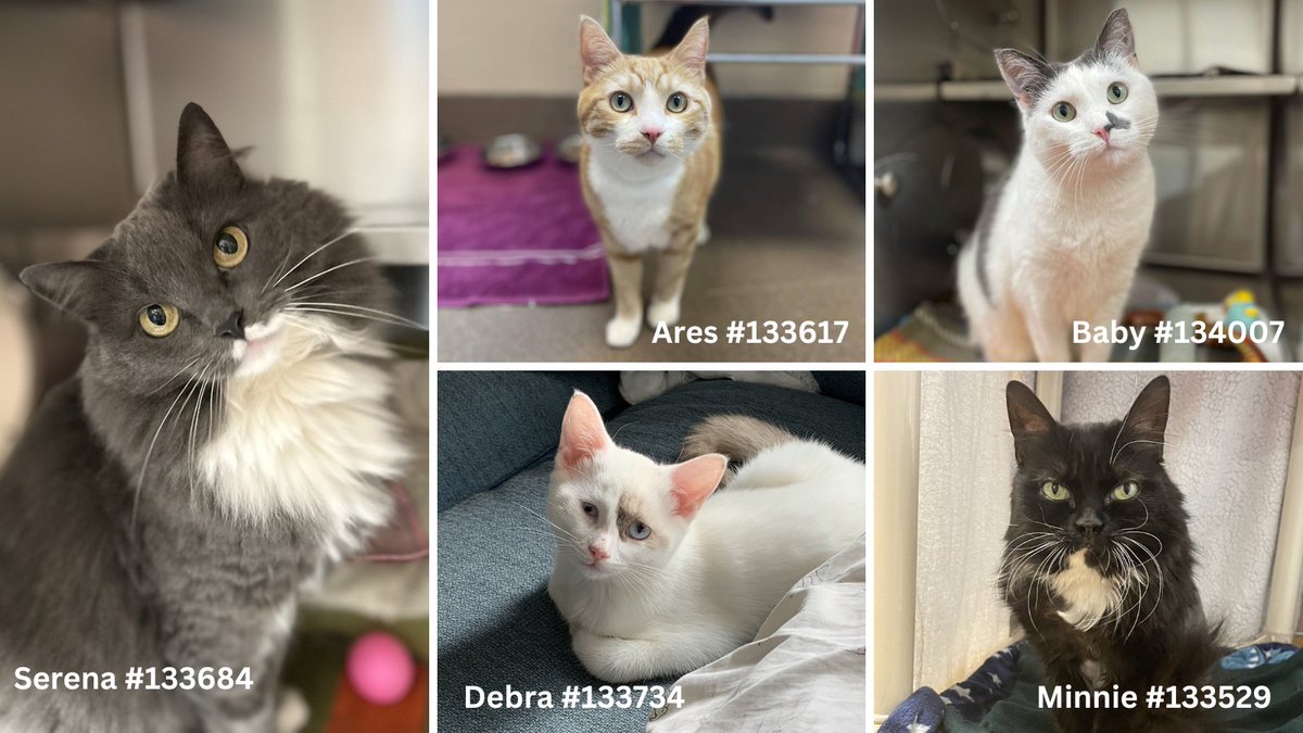EdmontonHumane's tweet photo. Happy #InternationalCatDay😺🌎
In celebration, we are featuring a few of our FABULOUS FLUFFY FELINES currently up for adoption ❤️🐾
Join the celebration by posting your #EHSpet in the comments below or tweet a picture & tag us 😻
Check out our cats ->https://t.co/MJ1kUiQKgR https://t.co/y4VoF10I2d