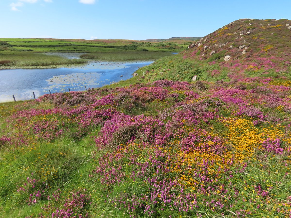 Rathlin Stickybeak tweet media
