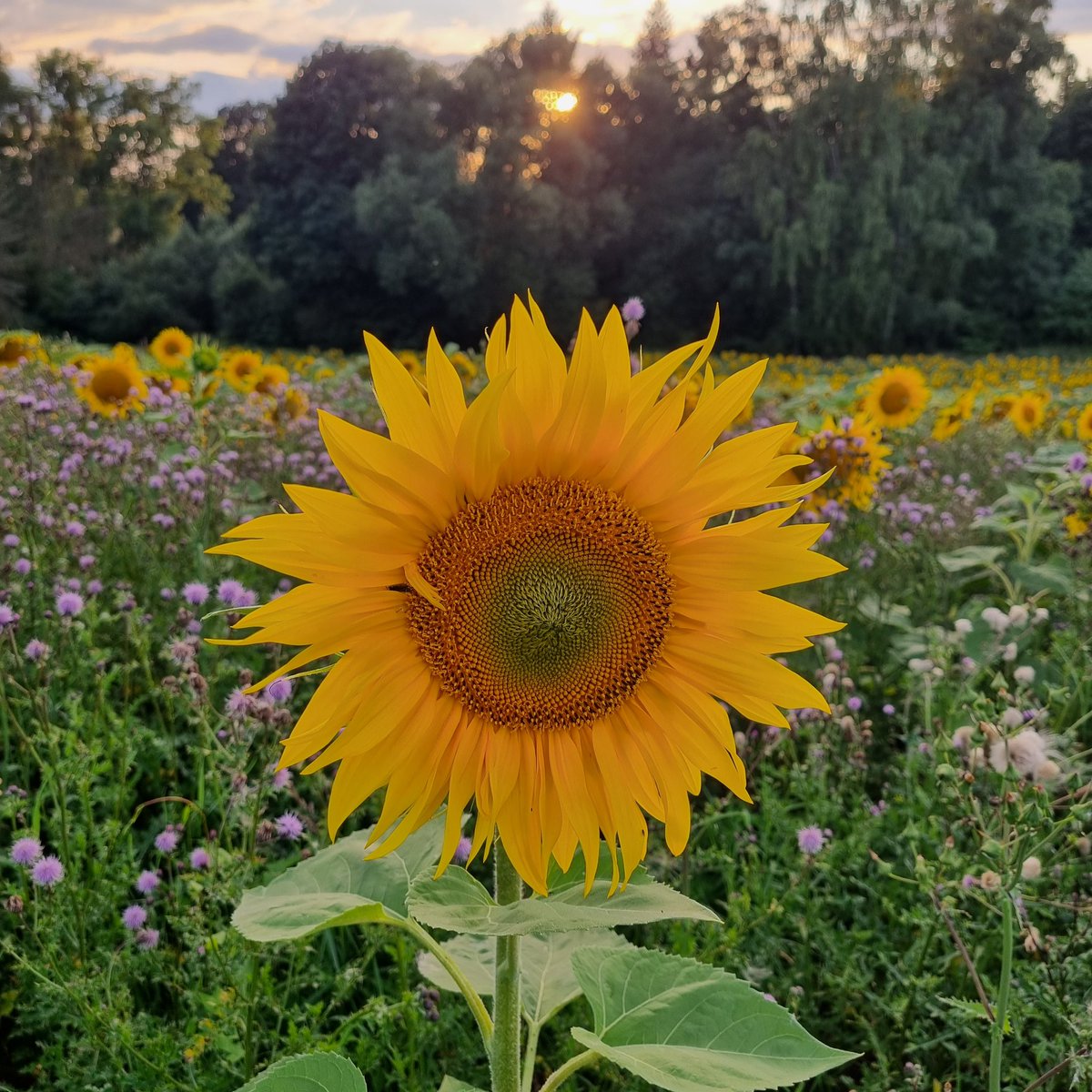 AlexanderHeppe's tweet photo. #Abendstimmung im #Werratal bei #Eschwege.
Bei einer ausgiebigen Hunderunde noch einmal Kraft tanken für das @openflair #Festival.
Gute Nacht, weltbeste TL https://t.co/pQQK1CrOeA