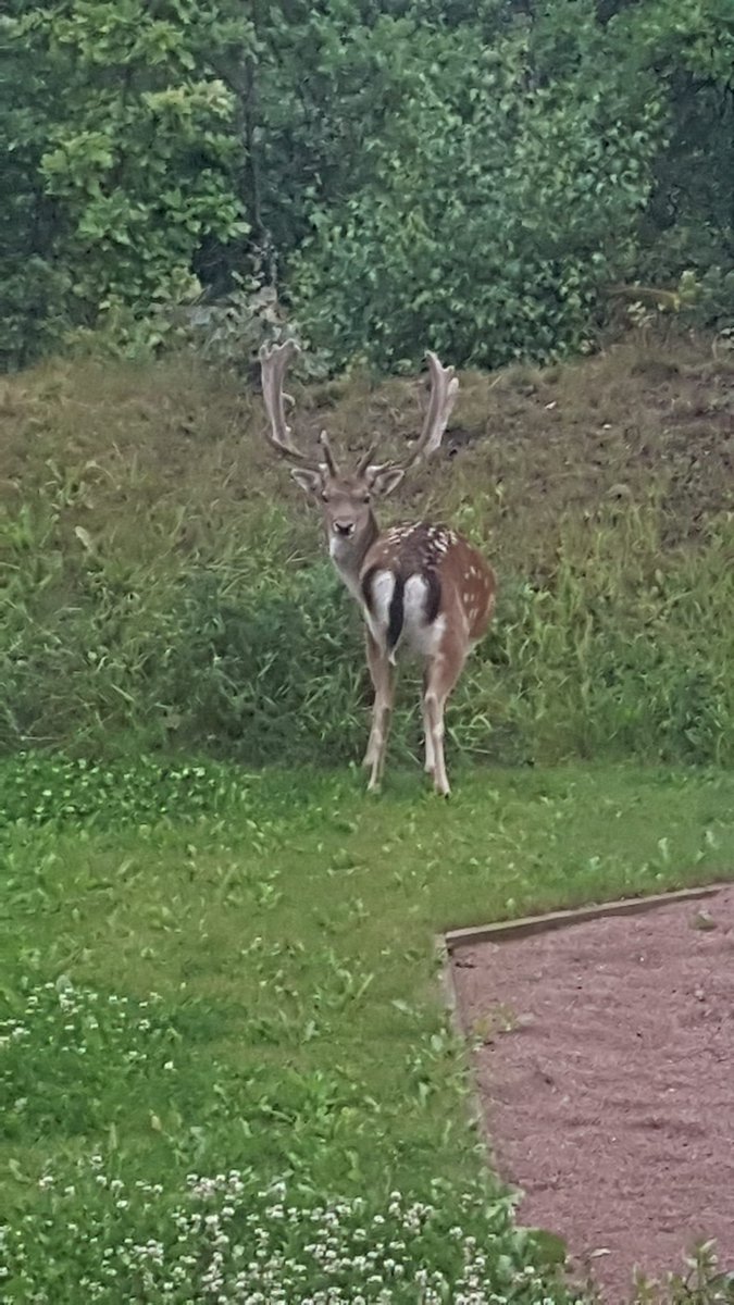 Malopre, na travnjaku iza zgrade 🦌💚